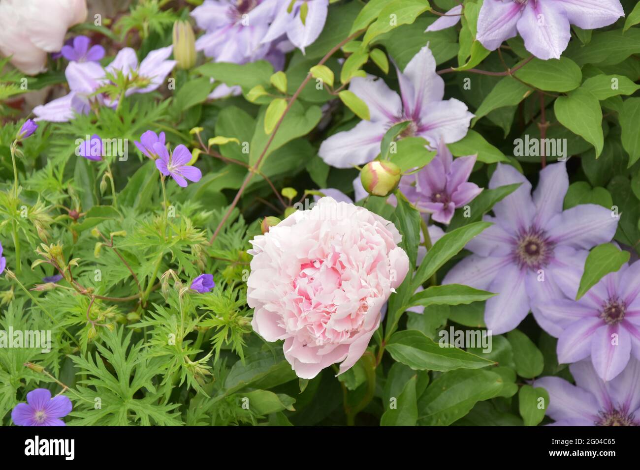 Paeonia Noemie Demay & Clematis Candy Stripe Stockfoto