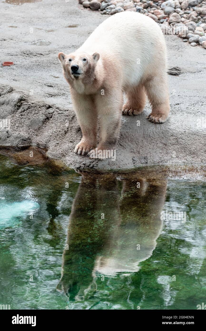 PAIRI DAIZA, BELGIEN - 24. Mai 2021: Foto eines Eisbären, fotografiert im belgischen Zoo Pairi Daiza. Stockfoto