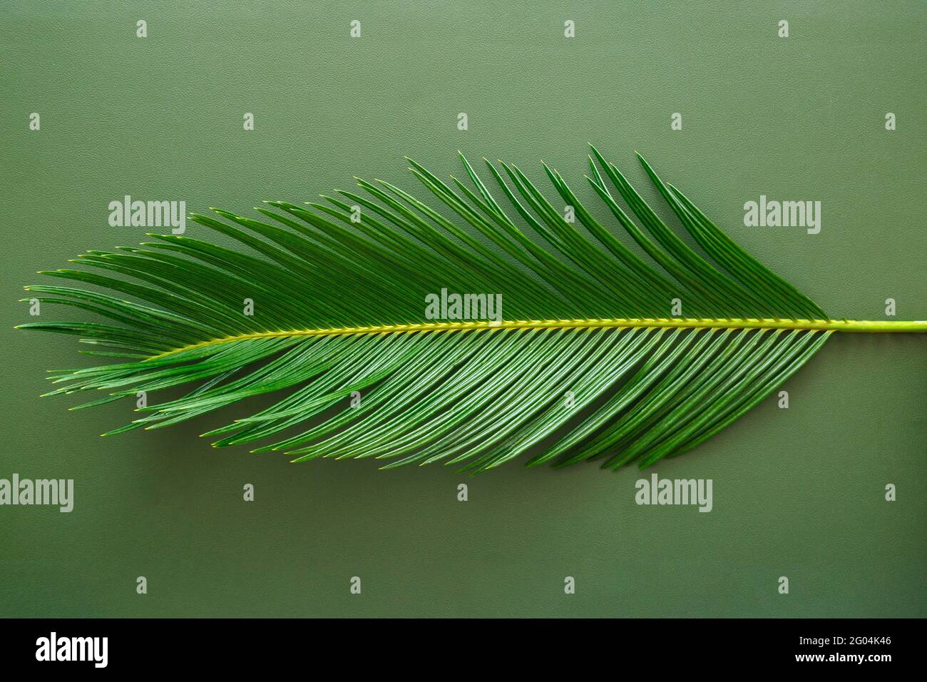 Grünes Palmblatt liegt auf grünem Leder-Textur-Hintergrund. Monochromes Palmblatt in minimalistischem Stil. Textur der Haut und tropischen botanischen Pflanzenpalme Stockfoto