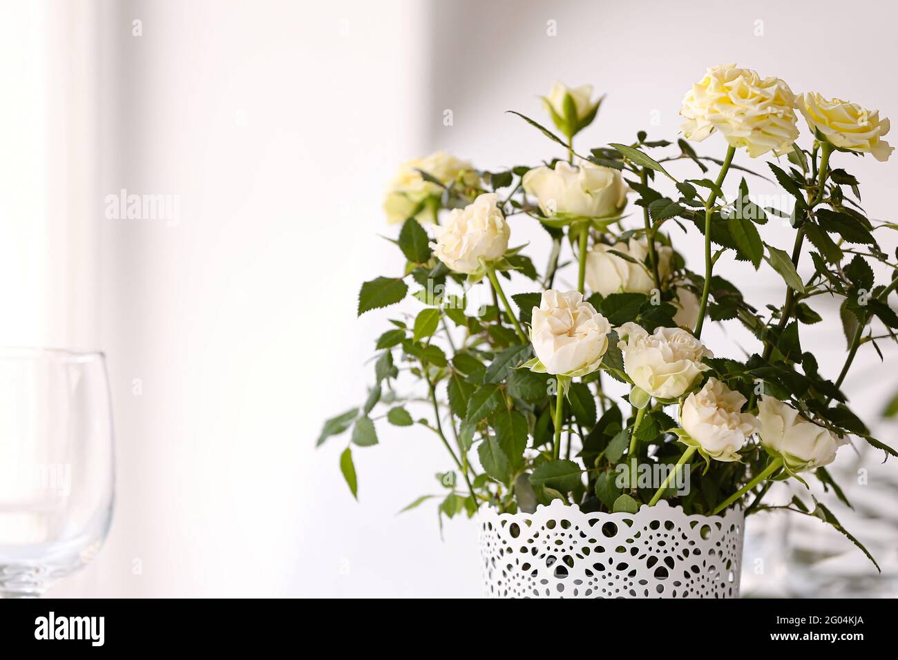 Schöne weiße Rosen im Topf, Nahaufnahme Stockfotografie - Alamy