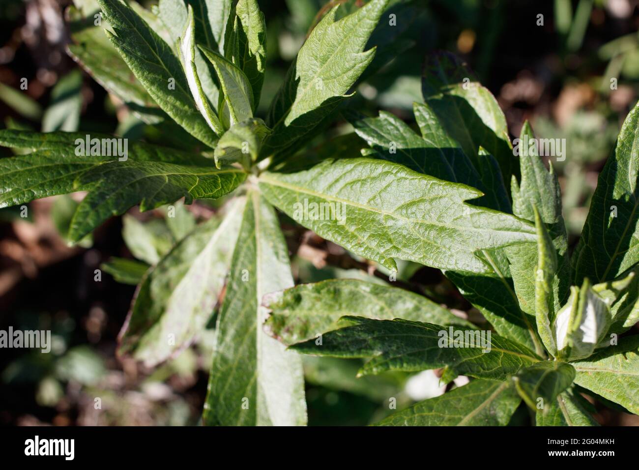 Distal akute, proximal dämpfende Blätter von kalifornischem Beifuß, Artemisia Douglasiana, Asteraceae, die in den Santa Monica Mountains im Frühling heimisch sind. Stockfoto