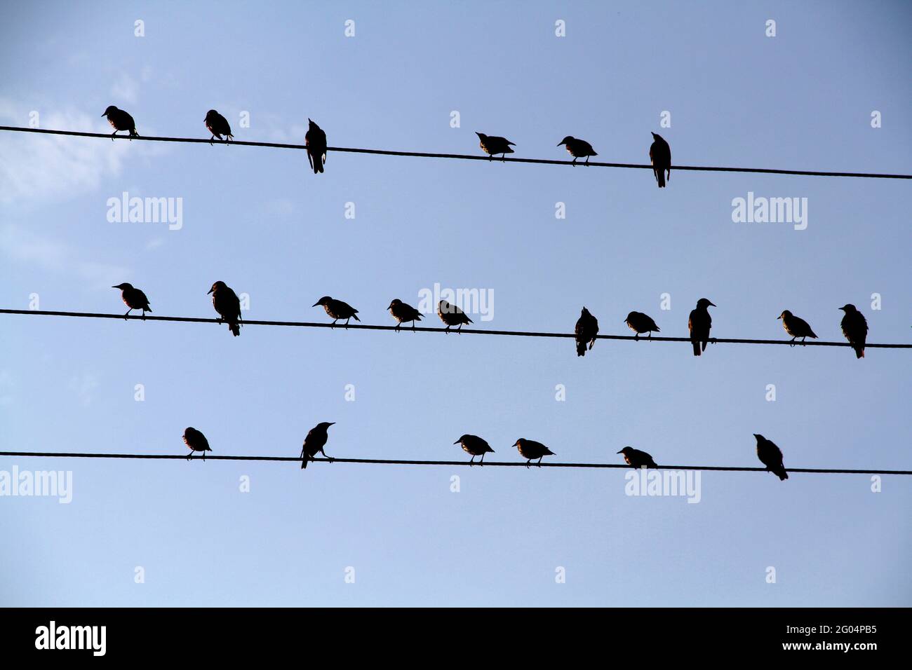 Ein Schwarm Amseln sitzt auf Drähten ähnlich wie Musiknoten vor einem blauen wolkenlosen Himmel. Stockfoto