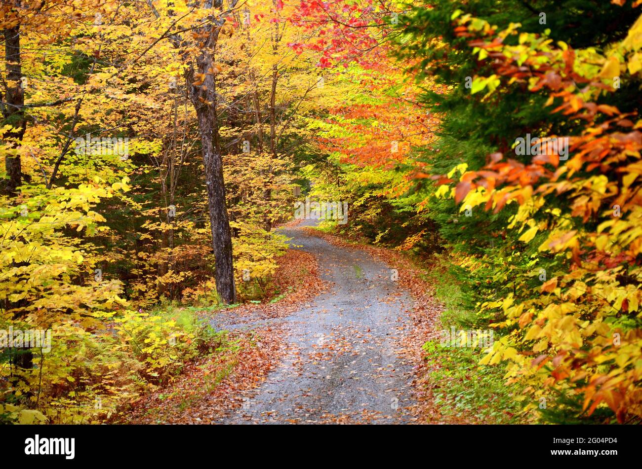 HERBSTFÄRBUNG; STRASSE NICHT GENOMMEN; STRASSE WENIGER ZURÜCKGELEGT; KANADA; QUEBEC; FRONTENAC NATIONALPARK Stockfoto