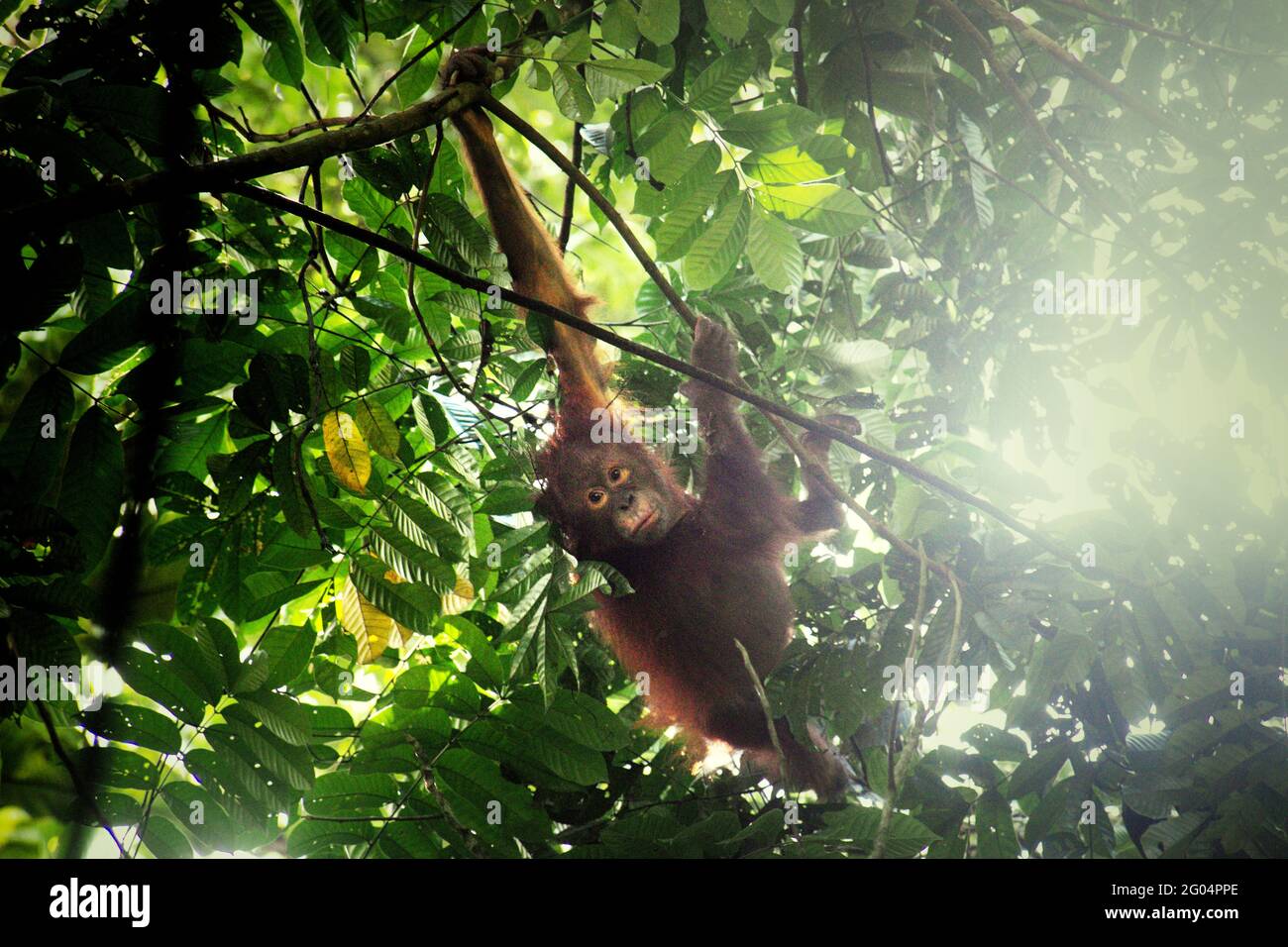 Wildes Orang-Utan-Baby. Nordöstlich von Bornean Orang-Utan (Pongo pygmaeus morio) im Kutai-Nationalpark, Ost-Kalimantan, Indonesien. Der Kutai-Nationalpark gilt als einer der letzten natürlichen Lebensräume, in denen wildes Orang-Utan beobachtet werden kann. Stockfoto