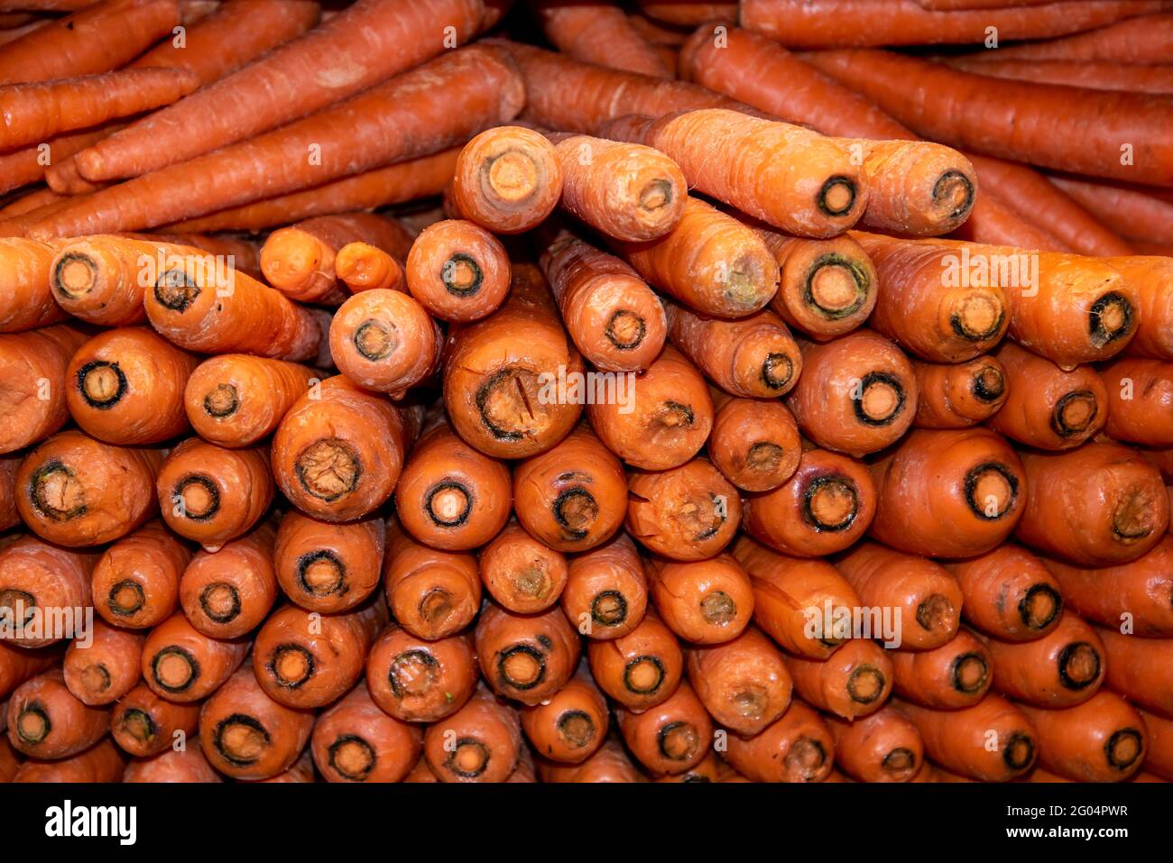 Bio-Karotten stapelten sich in einer Lebensmittelgenossenschaft hoch auf einem Regal. Stockfoto