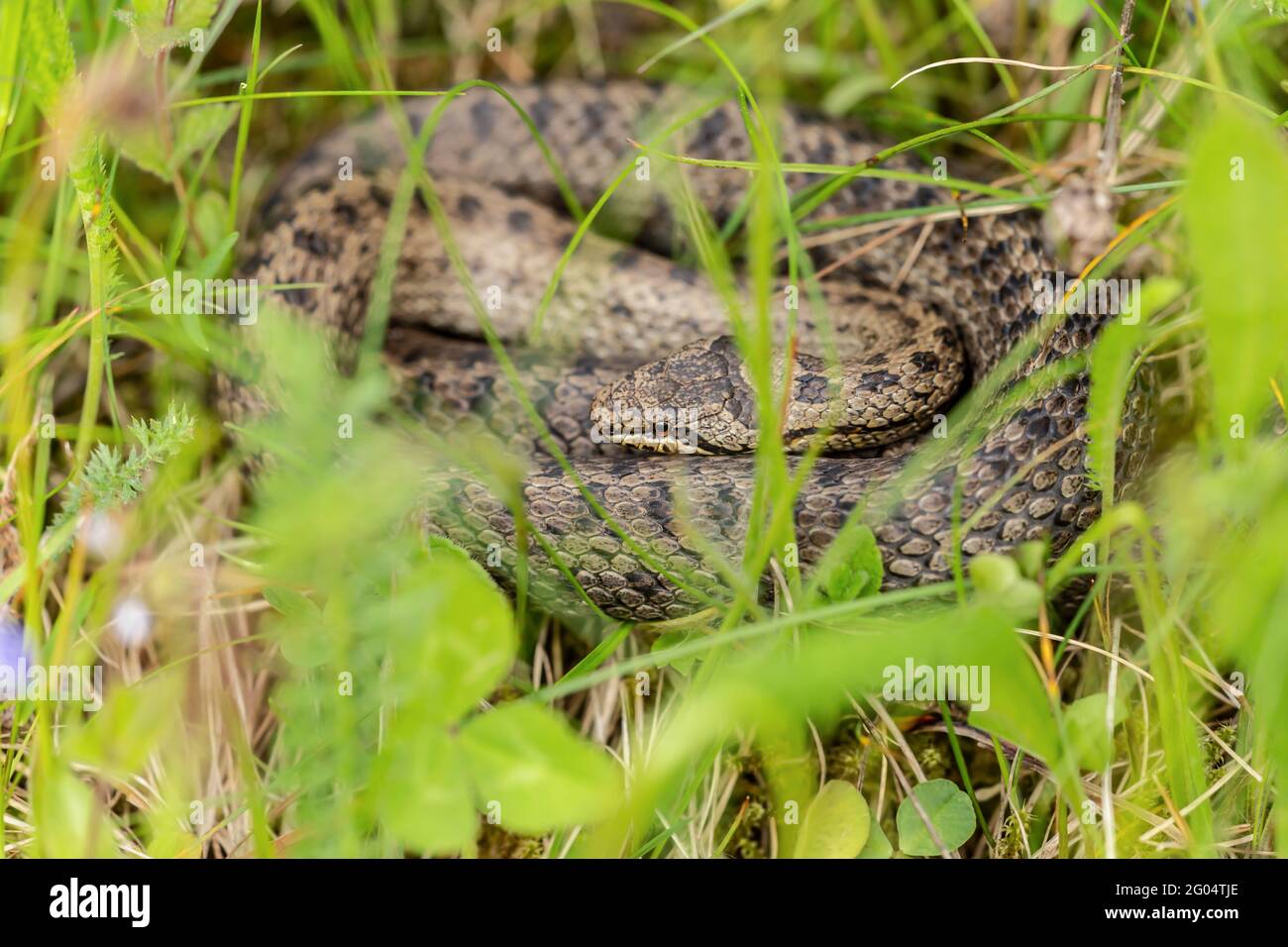 Eine gut versteckte glatte Schlange im Gras auf einem Wiese Stockfoto