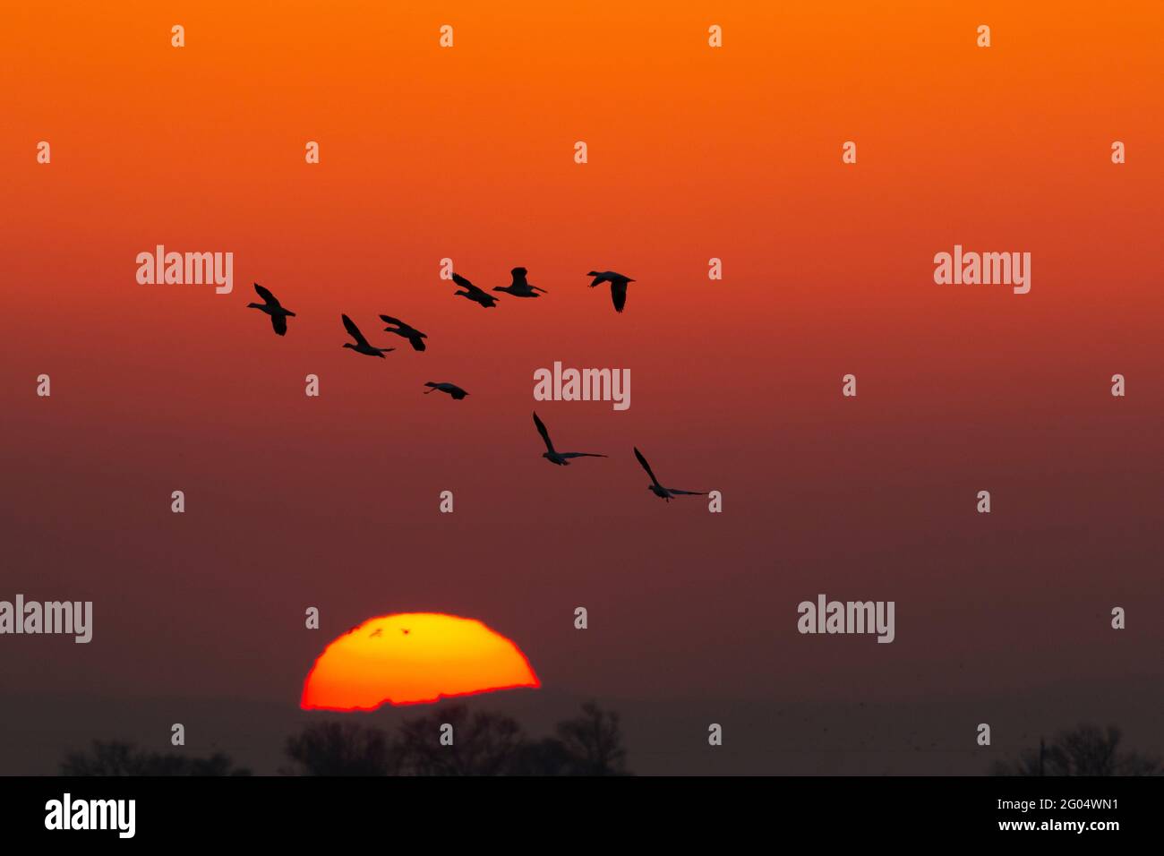 Schneegänse, Chen caerulescens, fliegen über einen Sonnenuntergang im San Joaquin Valley im Merced National Wildlife Refuge, Merced County, Kalifornien. Stockfoto
