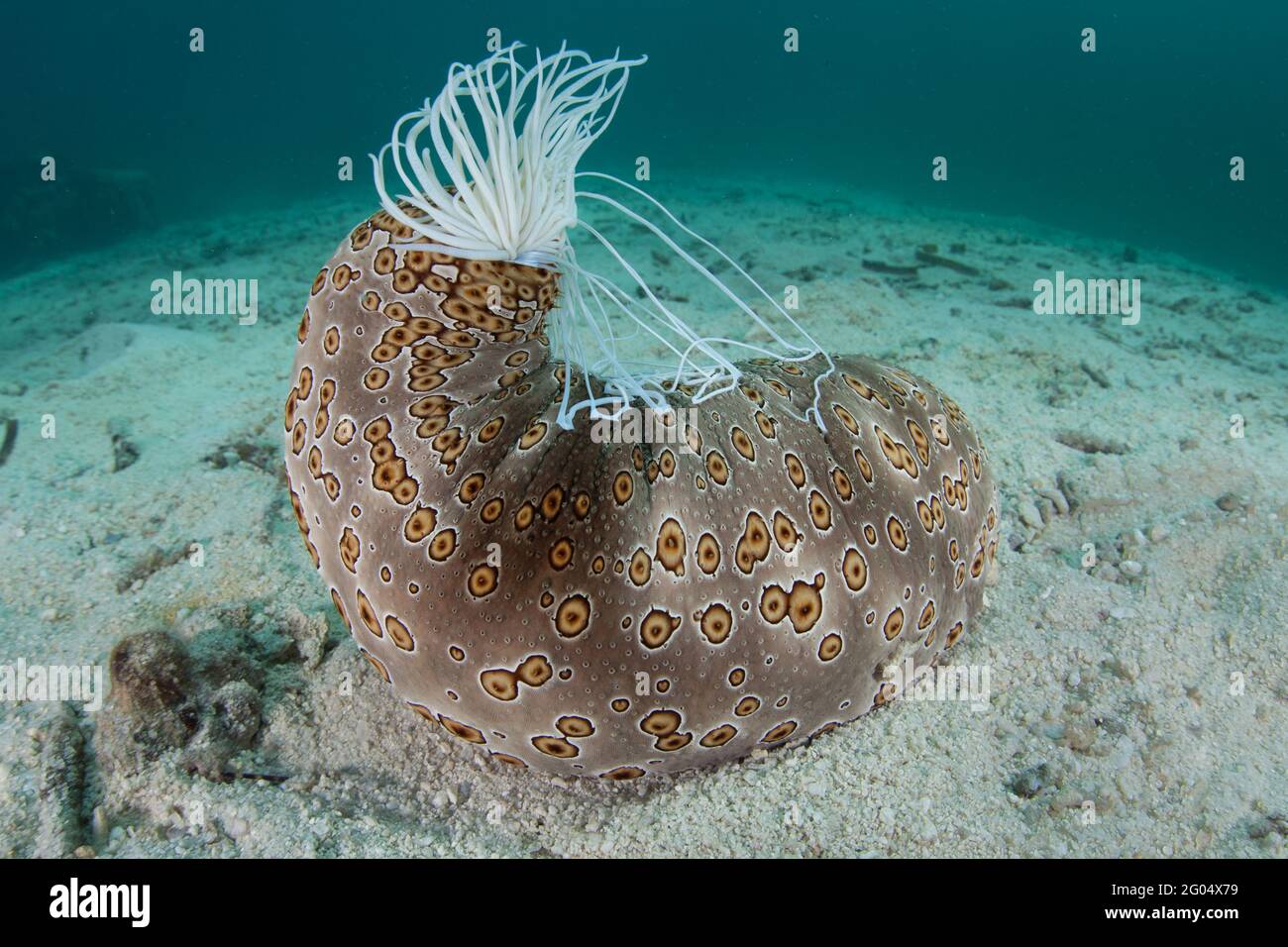 Eine große Seegurke, Bohadschia argus, findet sich am Meeresboden in Palau. Dieses Stachelhäuter kann klebrige, giftige Tubuli auswerfen, um Raubtiere abzuschrecken. Stockfoto