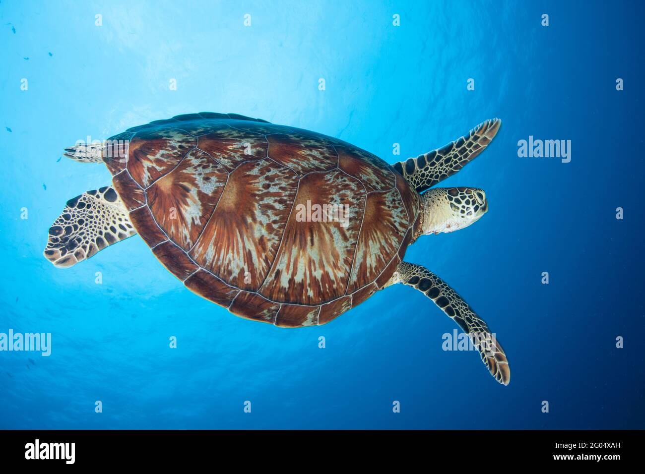 Eine Grüne Meeresschildkröte, Chelonia mydas, schwimmt in Palau durch klares blaues Wasser. Dieses Reptil ist eine gefährdete Art, da es für die Nahrung gejagt wird. Stockfoto