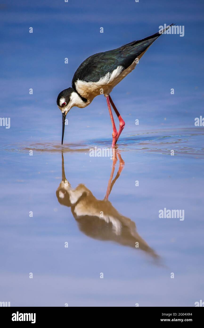 Schwarzhalsvögel füttern im Wasser mit perfekter Reflexion Stockfoto