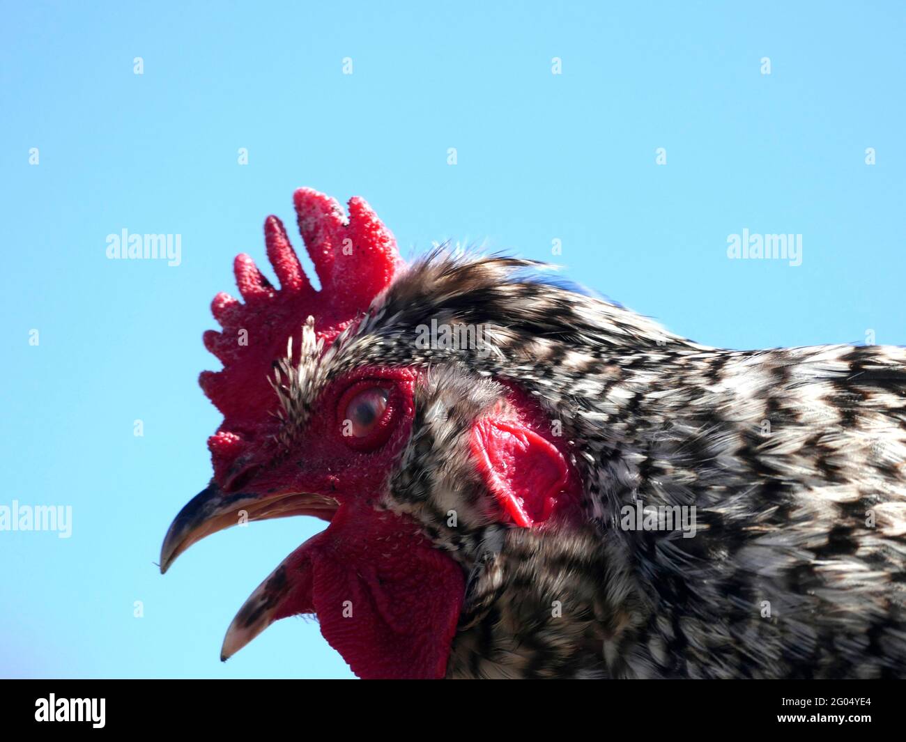 Das Seitenprofil eines Hahns aus der Plymouth Rock Chicken Breed mit Copy Space Stockfoto