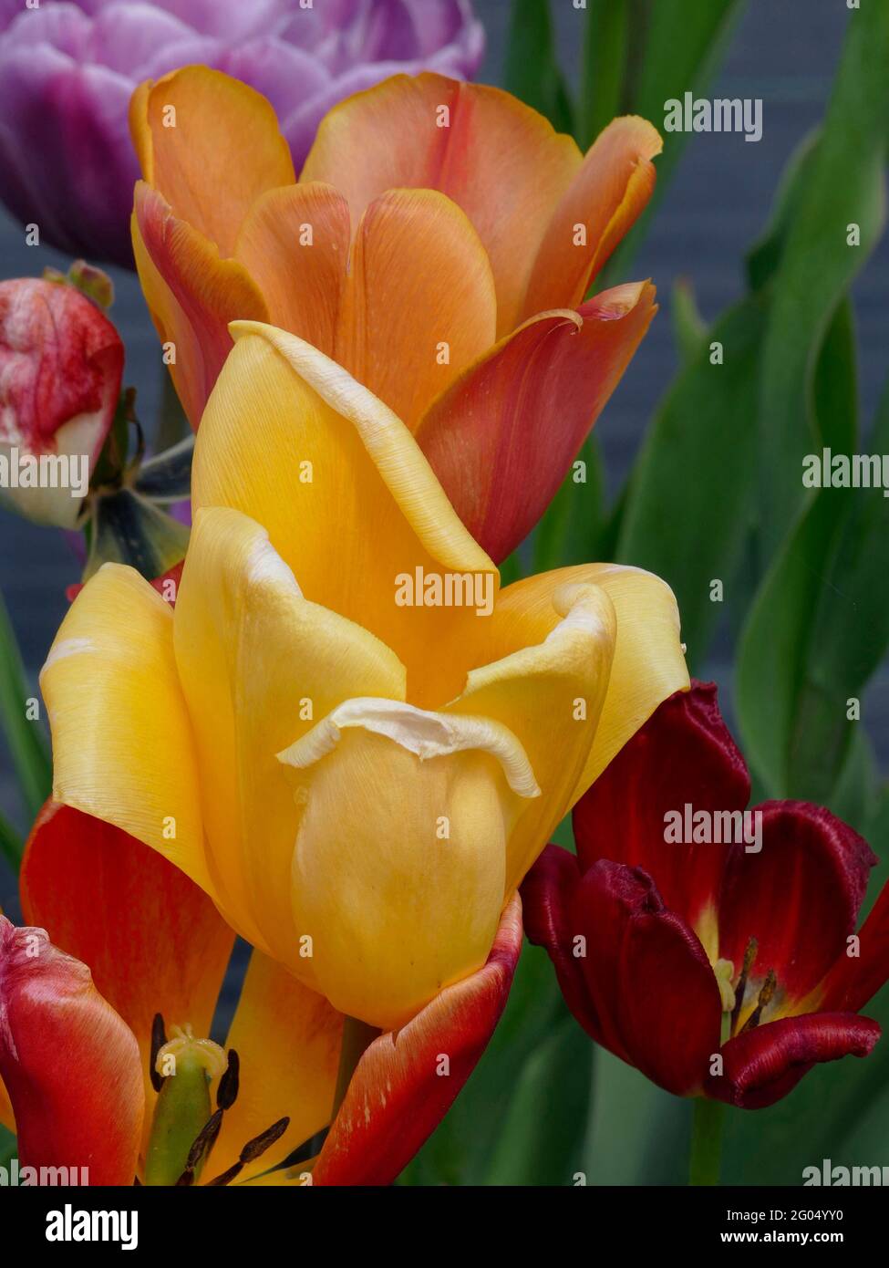 Blühende Tulpen des Gelben Imperators und des Orangen Imperators in einem Garten Stockfoto