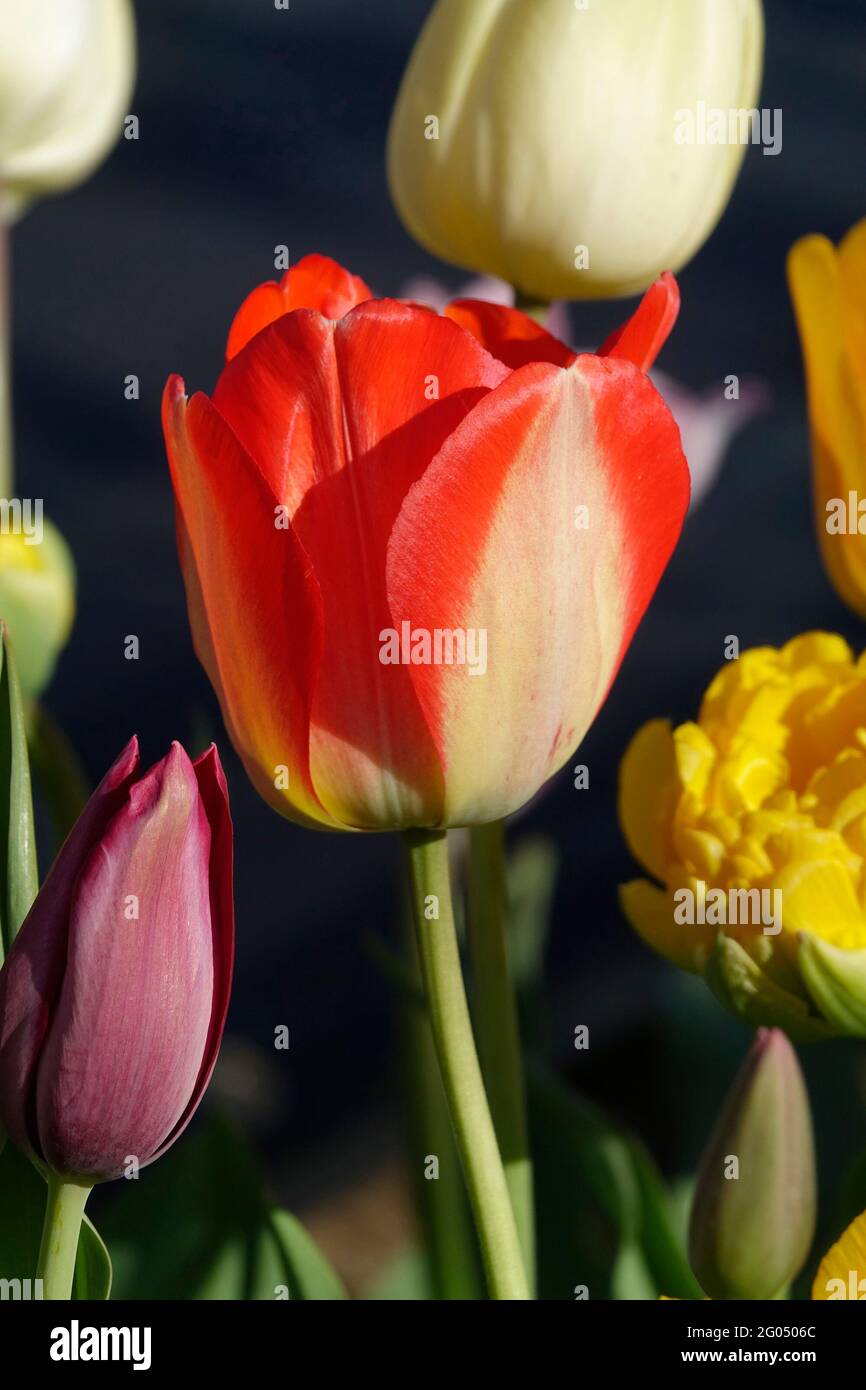 Die auffällige Banja Luka mit den gelben Blütenblättern an der Basis und dem Übergang zu einem Feurigen roten Farbton in Richtung Rand, inmitten einer Vielzahl von bunten Tulpen Stockfoto