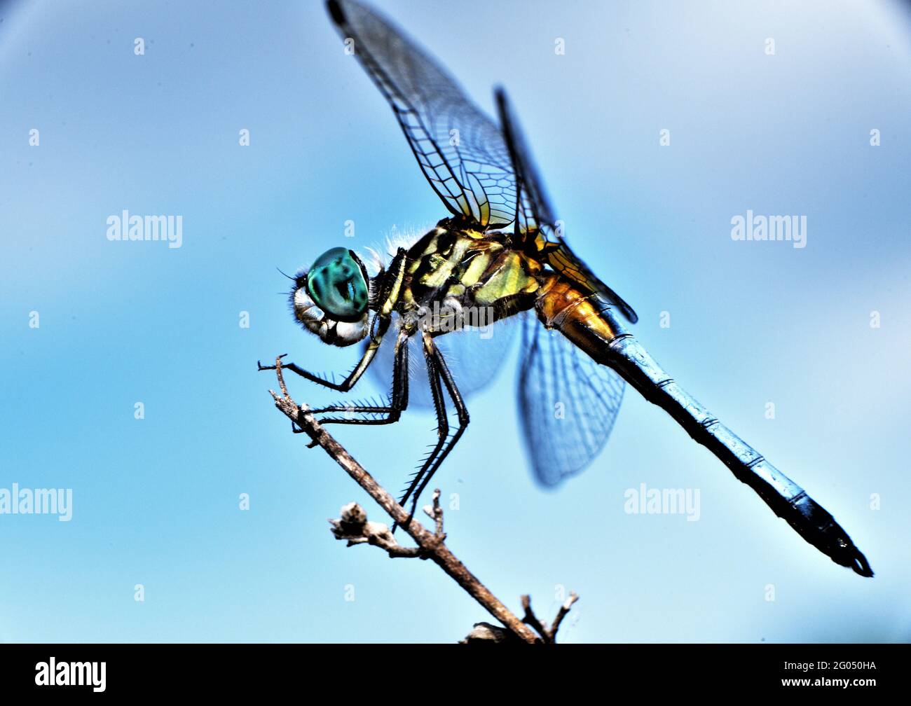 Blauäugige Darner-Libelle. Stockfoto