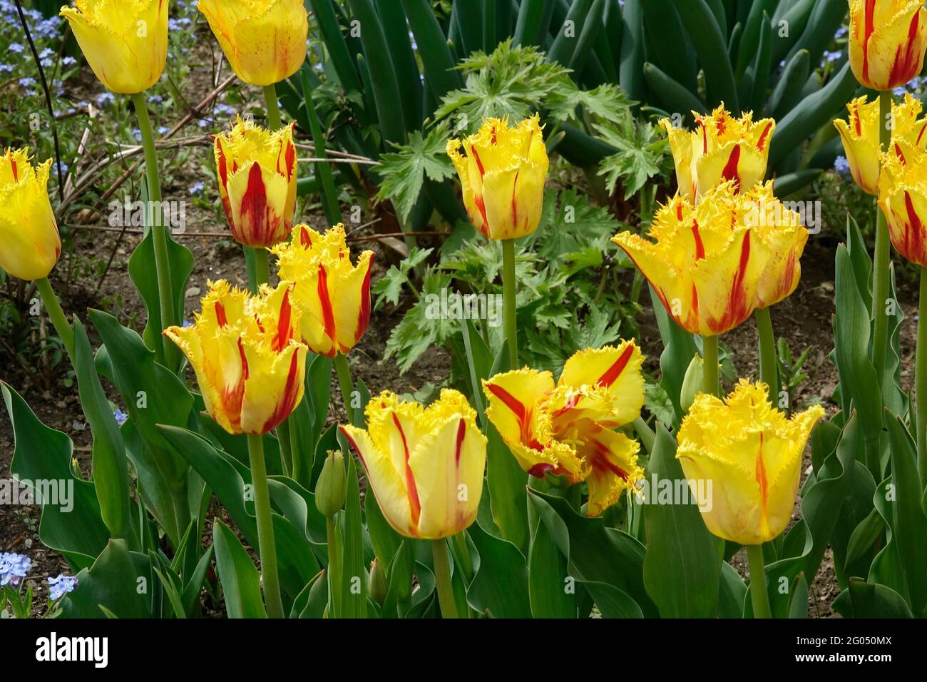 Gelbe Party Clown Tulpen mit roten Streifen entlang der spitzen, gerafften Blütenblätter Stockfoto