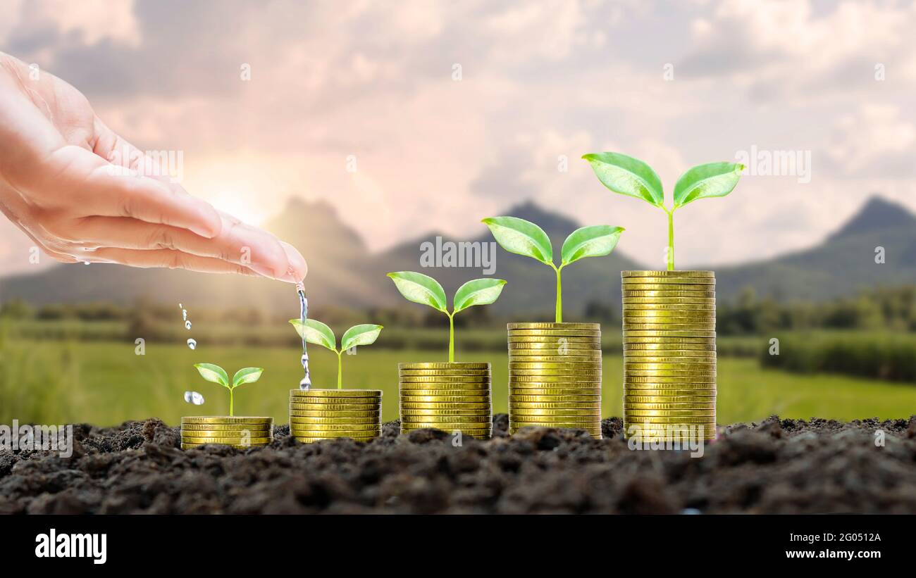Die Hände der Landwirte bewässern Bäume auf Münzen, die auf einem unscharfen natürlichen Hintergrund und natürlichem Licht mit Ideen für das finanzielle Wachstum gestapelt sind. Stockfoto
