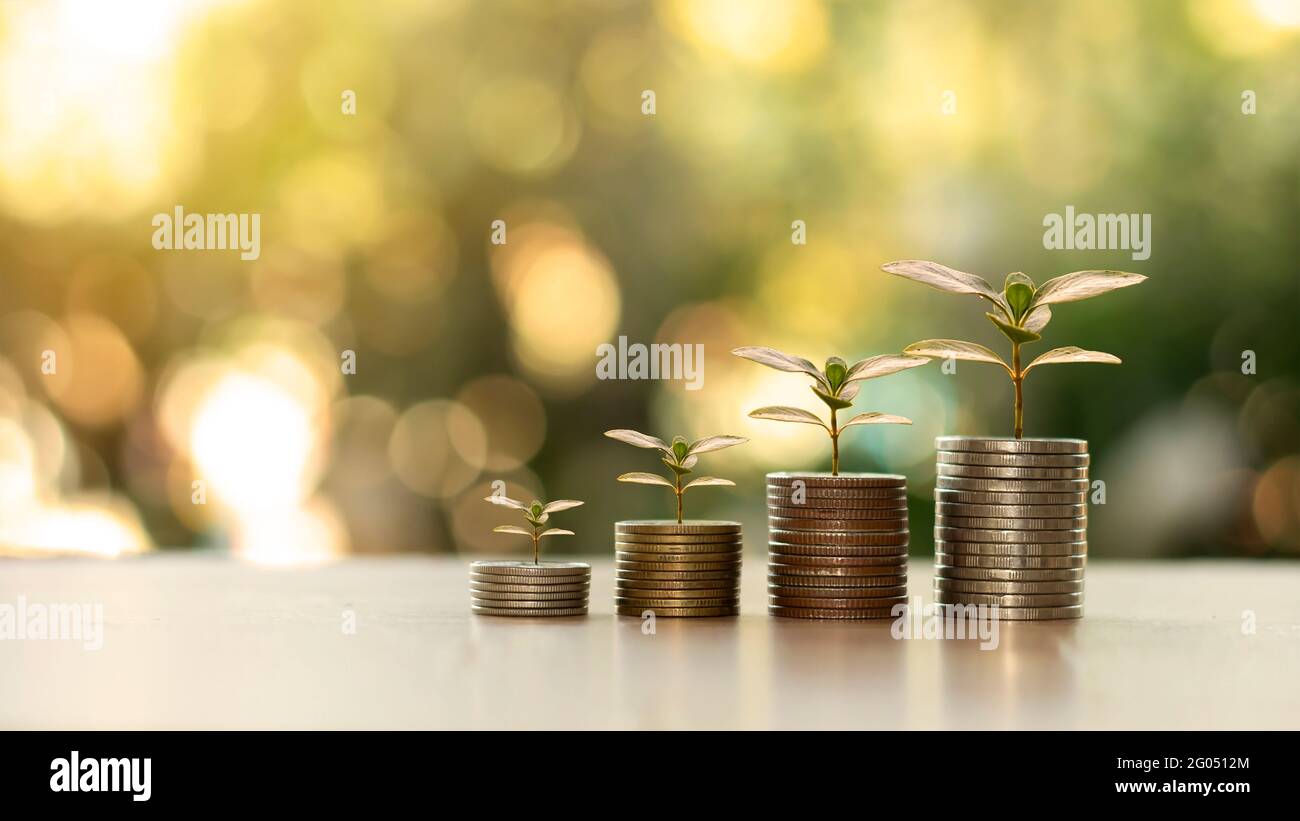 Finanzen und Wirtschaft mit Geldbaum-Wachstum Konzept des Finanzwachstums, der Wirtschaft und des Budgetmanagements. Stockfoto