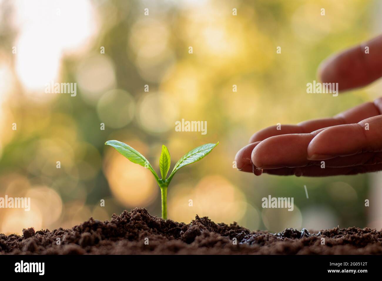 Pflanzen im fruchtbaren Boden anbauen und gießen. Pflanzideen und Investitionen für Landwirte. Stockfoto