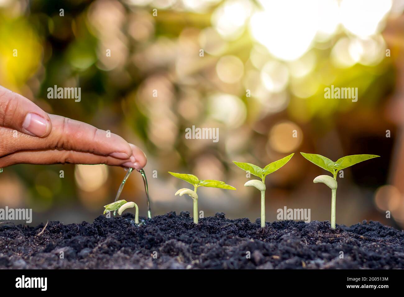 4 Stufen des Baumwachstums in der Natur und schönes Morgenlicht, Konzept des Pflanzenwachstums und natürliche Stabilität. Stockfoto