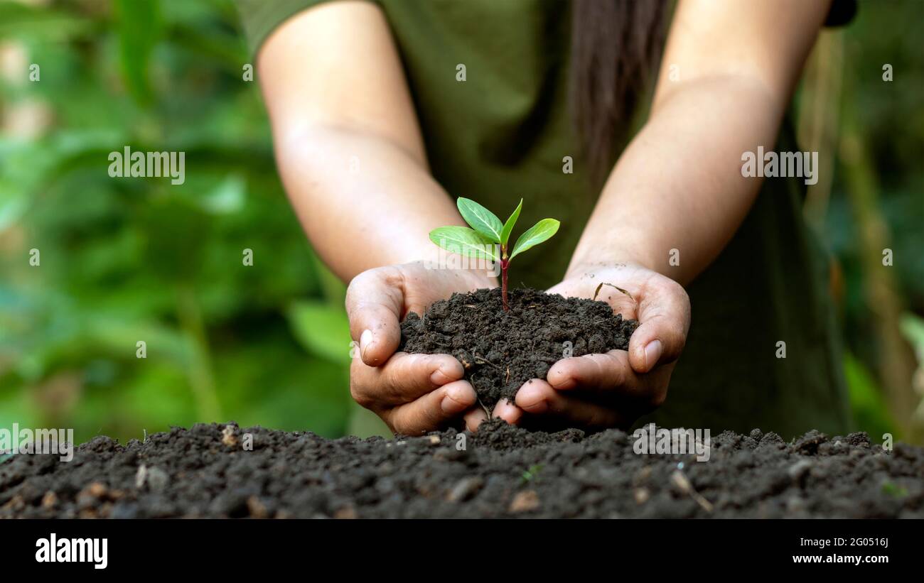 Welt Umwelt Tag Konzept mit Mädchen halten kleine Bäume in beiden Händen, um in den Boden zu Pflanzen. Stockfoto
