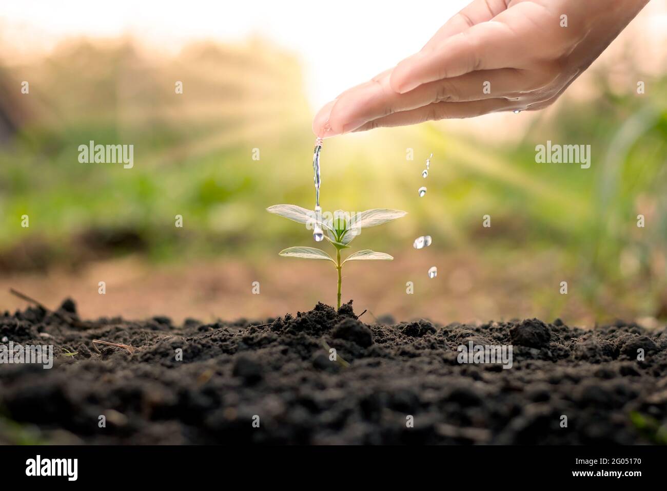 Bewässerung der Pflanzen von Hand, einschließlich Bäume, die natürlich auf qualitativ hochwertigen Böden wachsen, Konzept der Baumbepflanzung, Qualität und nachhaltige Waldrestor Stockfoto