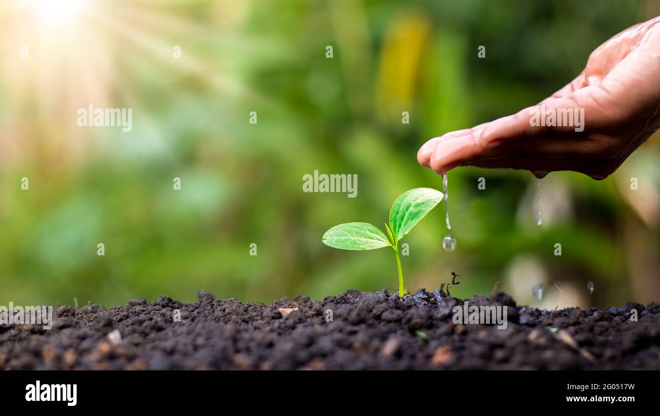 Bauer's Hand Pflanzen, Bewässerung jungen Pflanzen im grünen Hintergrund, Konzept der natürlichen Pflanzung und Anbau von Pflanzen. Stockfoto