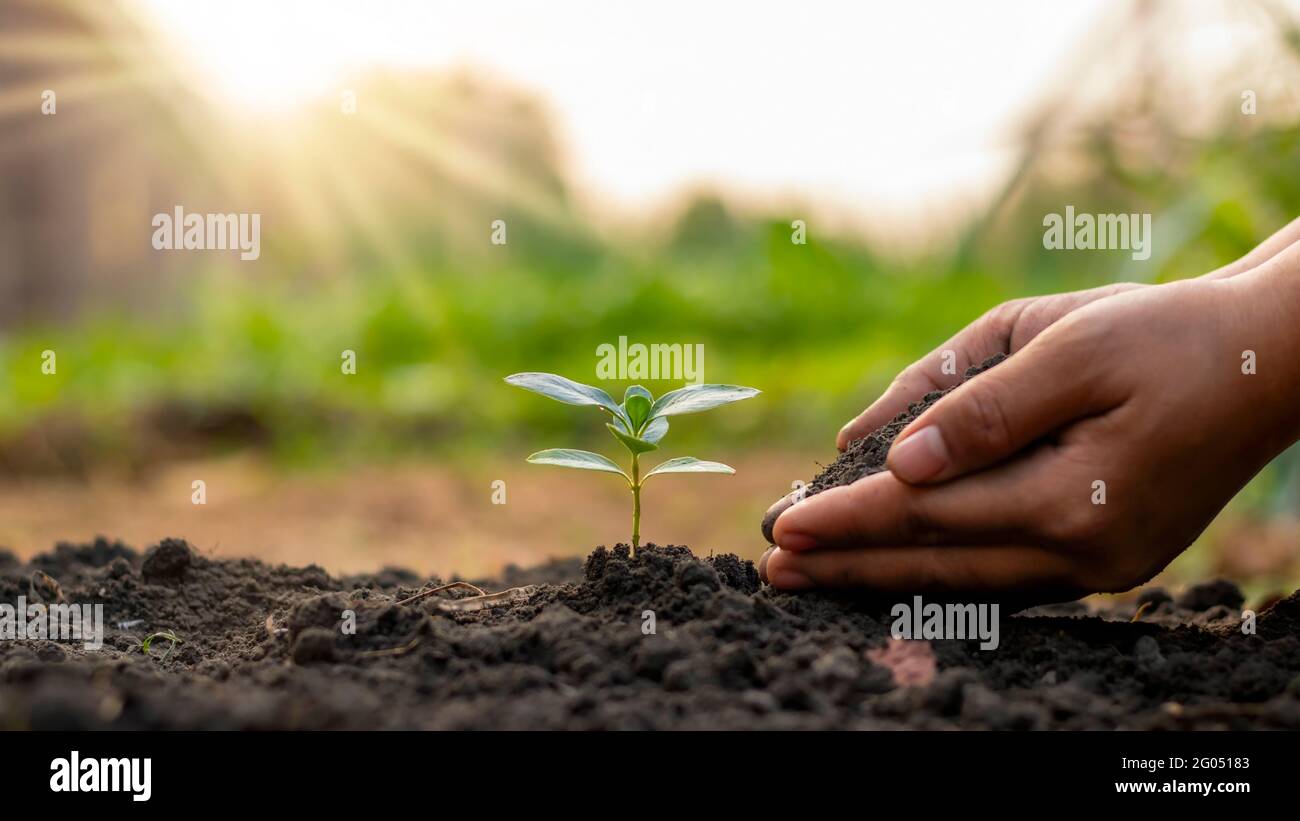 Baumpflanzung und Baumpflanzung, einschließlich der Pflanzung von Bäumen durch Bauern von Hand, Pflanzen Wachstum Ideen. Stockfoto