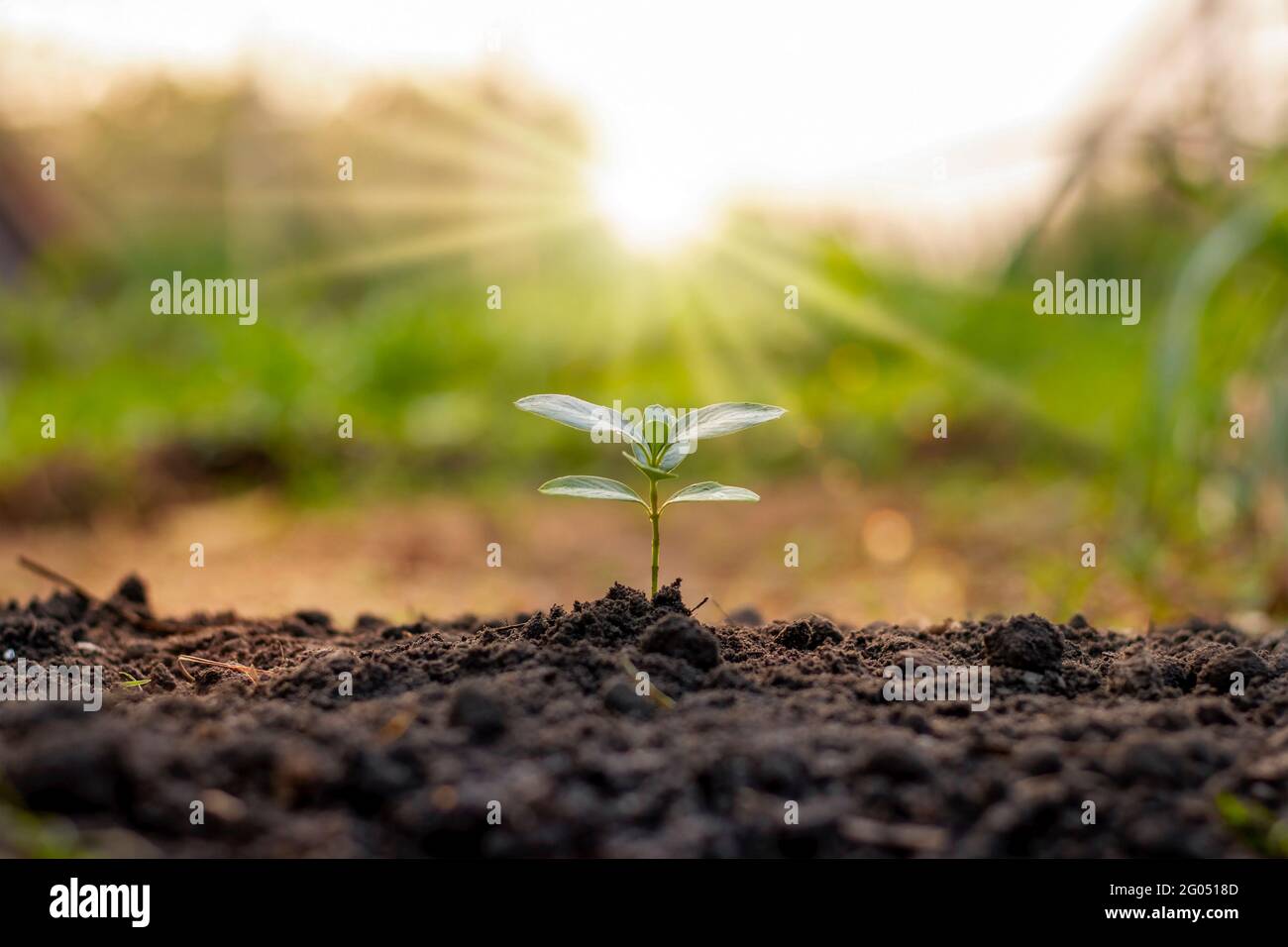 Bäume wachsen natürlich auf qualitativ hochwertigen Böden, Konzept der Baumbepflanzung, Qualität und nachhaltige Waldrestaurierung. Stockfoto
