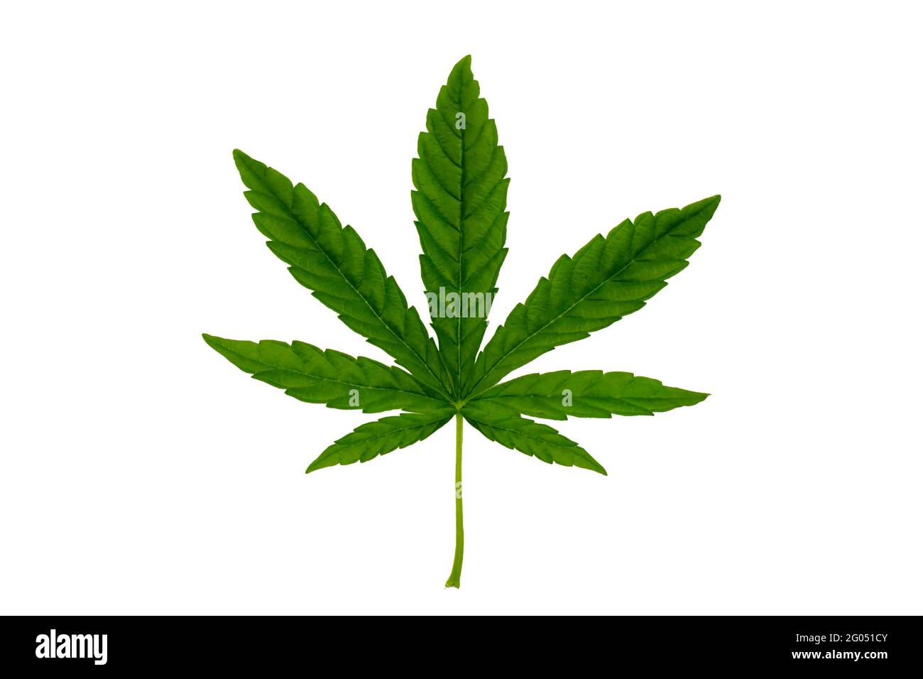 Grüne Cannabisblätter isoliert auf weißem Hintergrund. Konzept des Anbaus von Cannabis und medizinischen Cannabisblättern. Stockfoto