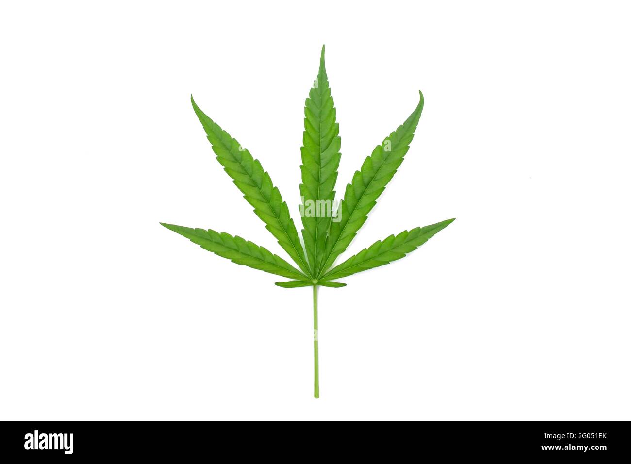 Grüne Cannabisblätter isoliert auf weißem Hintergrund. Konzept des Anbaus von Cannabis und medizinischen Cannabisblättern. Stockfoto
