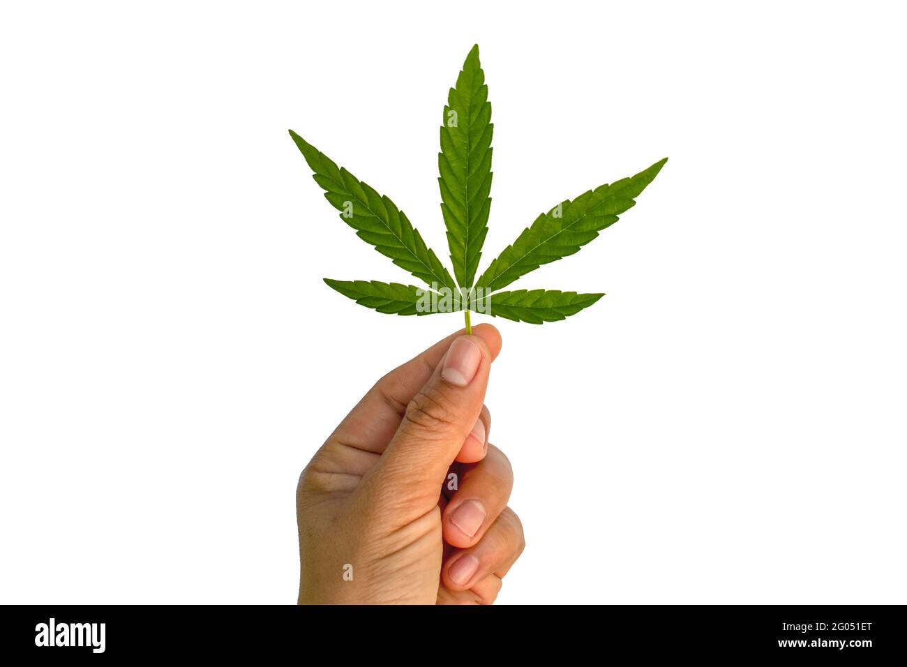 Die grünen Blätter von Cannabis sind in der Hand isoliert auf weißem Hintergrund mit dem Schnittpfad. Konzept der Verwendung von Cannabis zum medizinischen Nutzen. Stockfoto