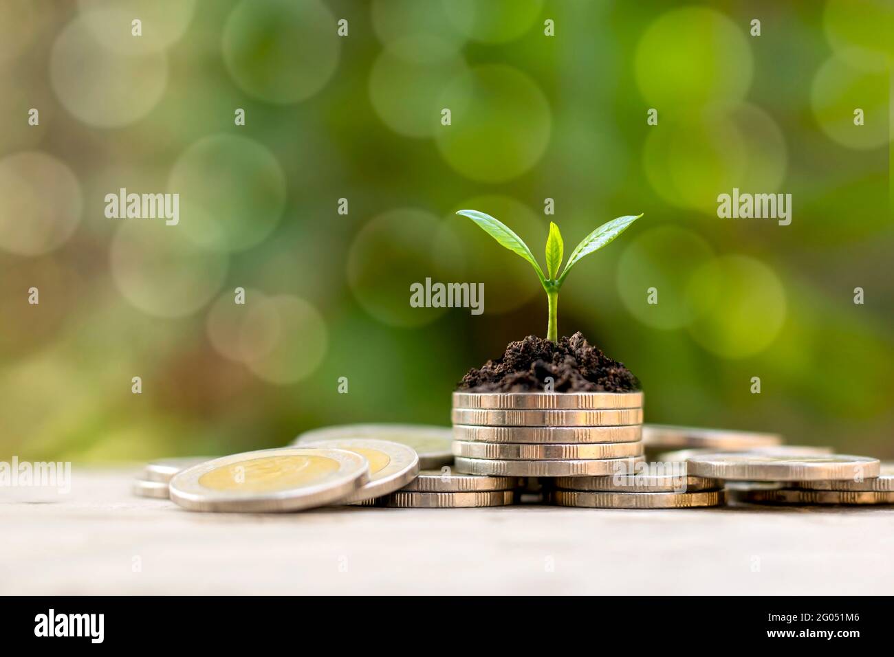 Der Baum wächst auf einem Haufen Münzen und einem grünen Hintergrund, um das finanzielle und wirtschaftliche Wachstum zu ermitteln. Stockfoto
