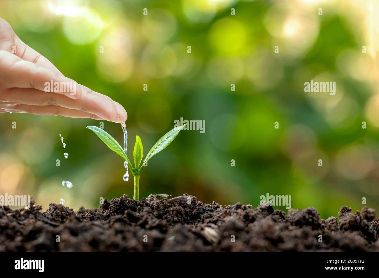 Pflanzen im fruchtbaren Boden anbauen und gießen. Pflanzideen und Investitionen für Landwirte. Stockfoto