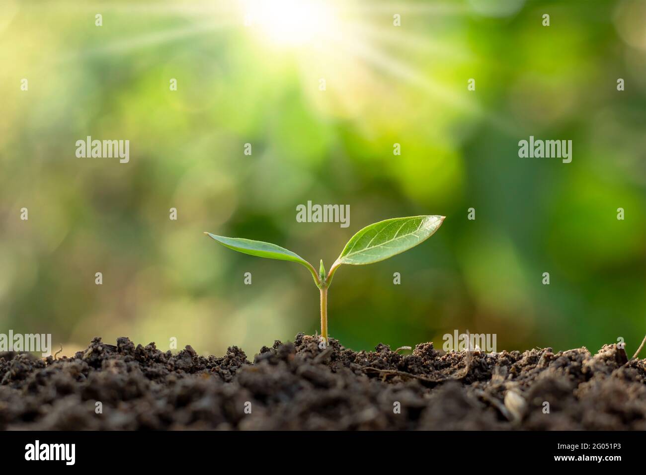 Die Sämlinge wachsen aus fruchtbarem Boden und die Morgensonne scheint. Ökologie und ökologisches Gleichgewicht Konzept. Stockfoto