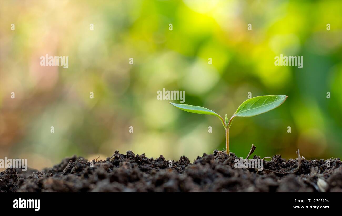 Kleine Bäume mit grünen Blättern, natürlichem Wachstum und Sonnenlicht, das Konzept der Landwirtschaft und nachhaltiges Pflanzenwachstum. Stockfoto