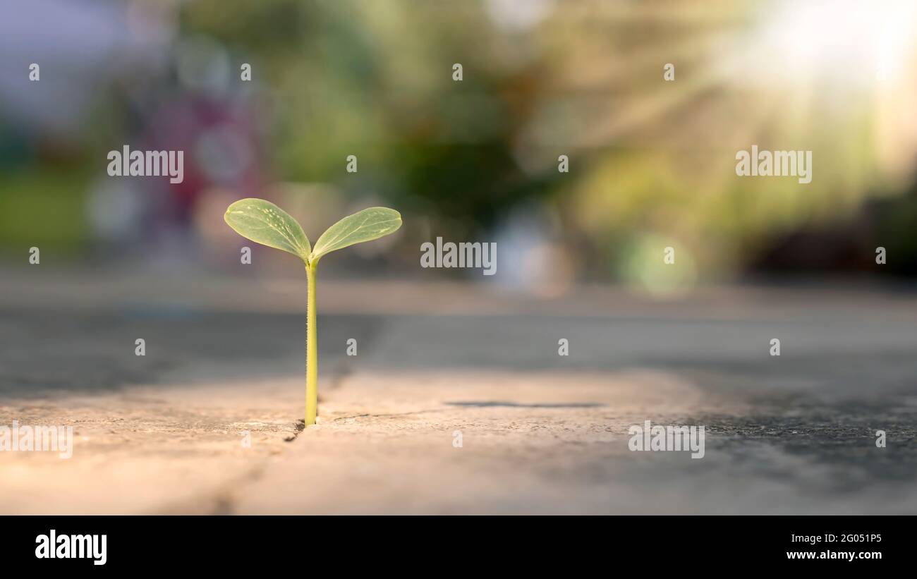 Ein Baum wächst mit Geduld auf einem Zementboden. Konzept der Schwierigkeiten beim Anbau von Pflanzen. Stockfoto