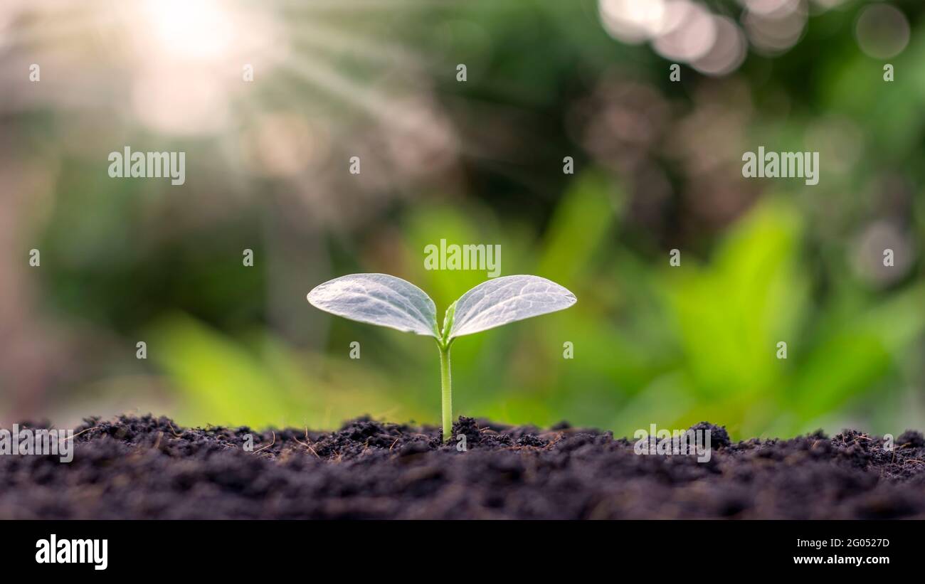 Die Sämlinge wachsen aus fruchtbarem Boden und die Morgensonne scheint. Ökologie und ökologisches Gleichgewicht Konzept. Stockfoto