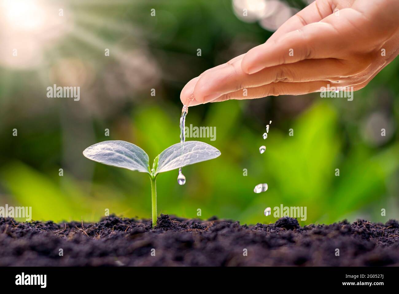Mit dem Konzept des Weltumwelttages bewässern Bauern kleine Pflanzen von Hand. Stockfoto