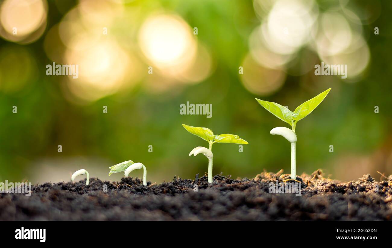 Zeigt die Stadien der Bäume, die auf dem Boden in einer reichen natürlichen Umgebung wachsen. Ideen über natürliches Pflanzenwachstum und Baumpflege. Stockfoto