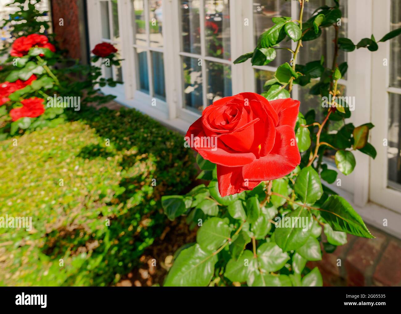 Rote Rose im Garten, wunderschön gestalteter Vorgarten an sonnigen Tagen Stockfoto