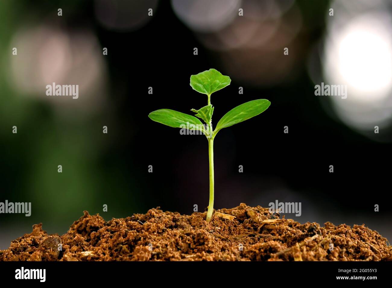 Kleine Bäume mit grünen Blättern, natürlichem Wachstum und Sonnenlicht, das Konzept der Landwirtschaft und nachhaltiges Pflanzenwachstum. Stockfoto