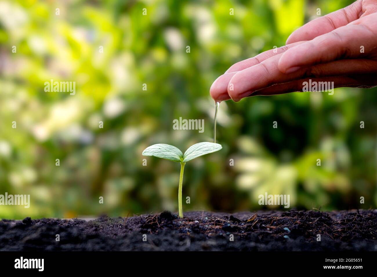 Mit dem Konzept des Weltumwelttages bewässern Bauern kleine Pflanzen von Hand. Stockfoto