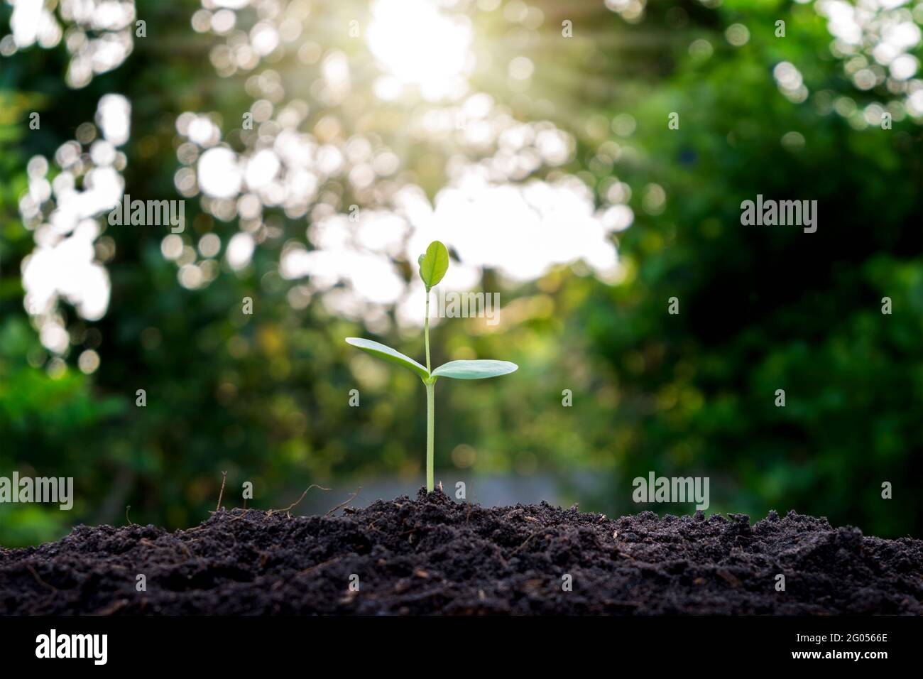 Kleine Bäume wachsen um den Boden herum, das Konzept des Anbaus und der Aussaat. Stockfoto