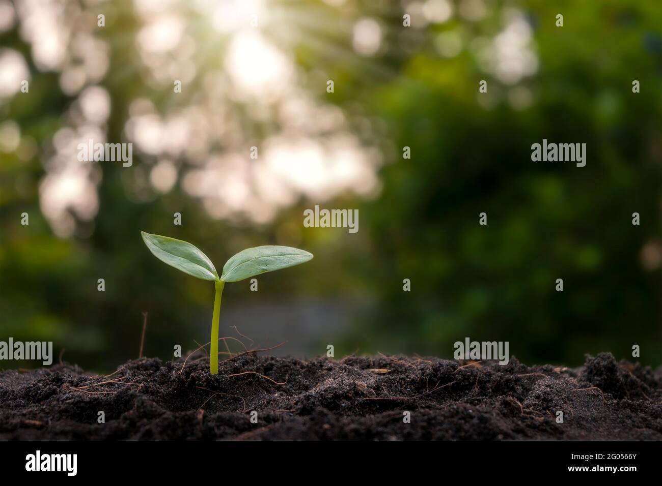 Kleine Bäume, die auf fruchtbarem Boden in der Natur und im Morgenlicht wachsen, das Konzept des Pflanzenwachstums, das noch steht und Earth Day. Stockfoto