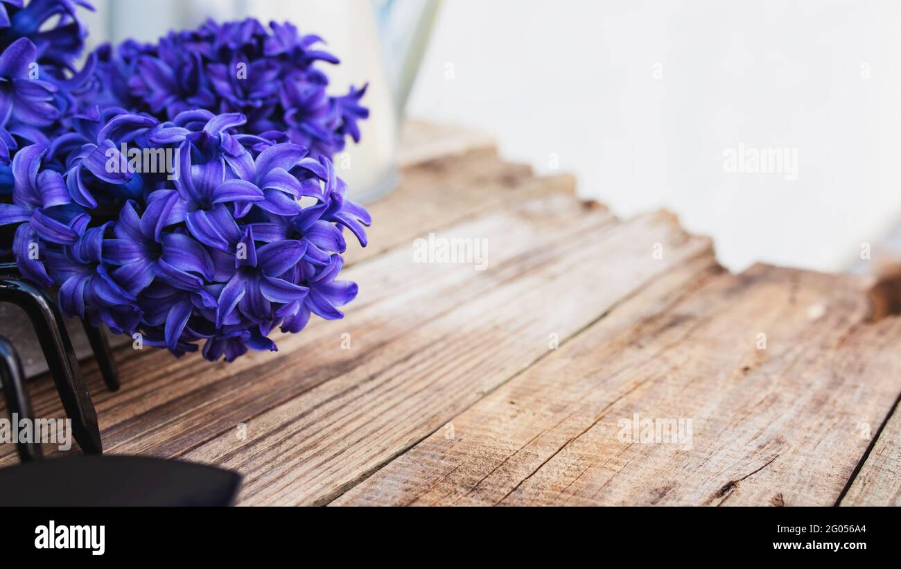 Gartenbauhobby-Konzept. Blauviolette Hyazinthe-Blütenblüte, kleine Garten-Pitchfork oder Rechen und Schaufel auf altem Holztisch-Hintergrund Stockfoto