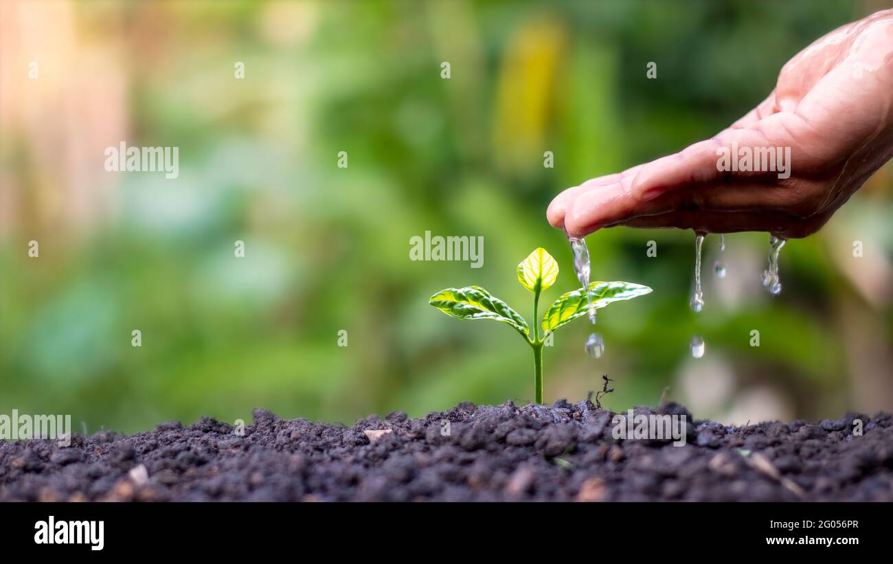 Mit dem Konzept des Weltumwelttages bewässern Bauern kleine Pflanzen von Hand. Stockfoto