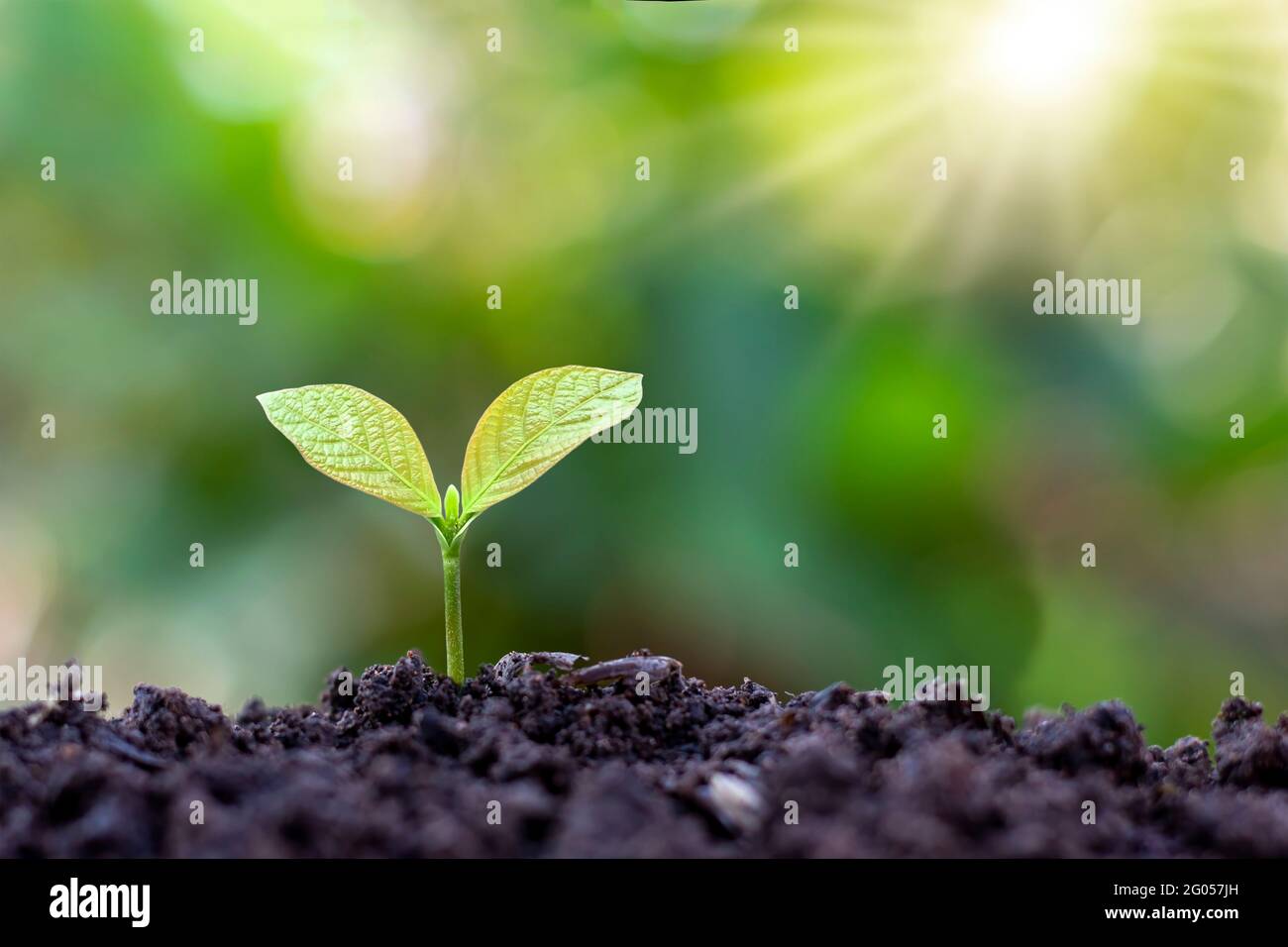 Kleine Bäume mit grünen Blättern, natürlichem Wachstum und Sonnenlicht, das Konzept der Landwirtschaft und nachhaltiges Pflanzenwachstum. Stockfoto