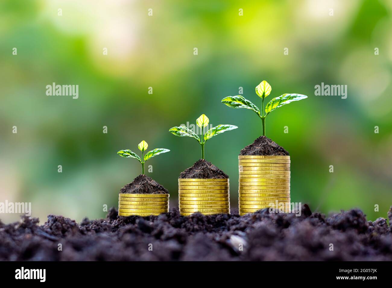 Pflanzen werden auf Münzstapeln für Finanz- und Bankwesen gepflanzt, Ideen zur Geldeinsparung und Investitionen in Finanzgeschäfte. Stockfoto