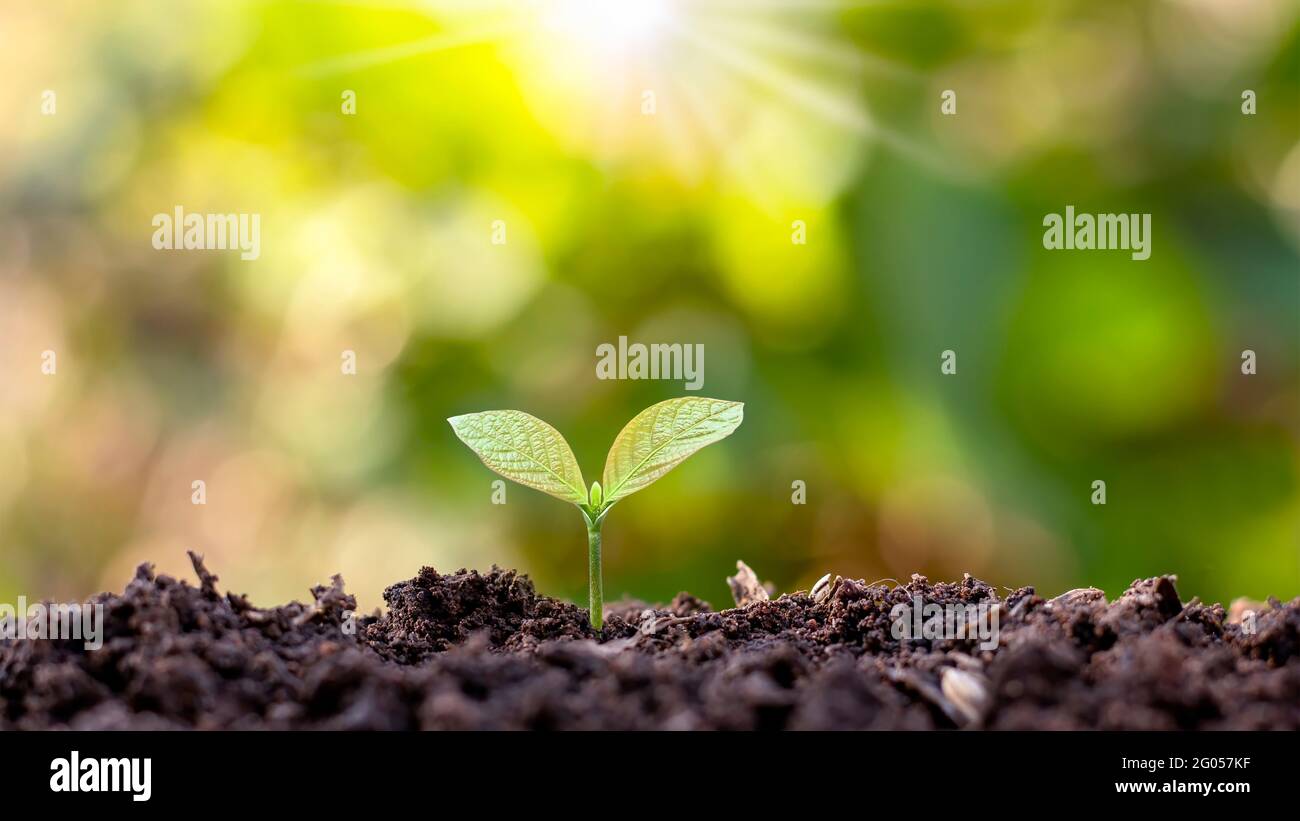 Die Sämlinge wachsen aus fruchtbarem Boden und strahlender Morgensonne, ökologischem und ökologischem Konzept. Stockfoto