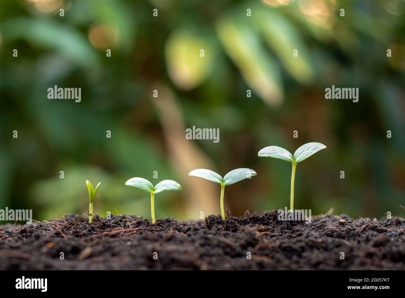 Kleine Bäume mit grünen Blättern wachsen natürlich, das Konzept der Landwirtschaft und nachhaltiges Pflanzenwachstum. Stockfoto